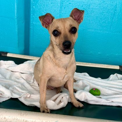 Mahina, an adoptable Chihuahua, Mixed Breed in Honolulu, HI, 96826 | Photo Image 2