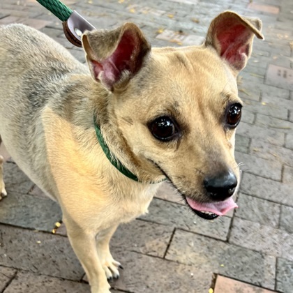 Mahina, an adoptable Chihuahua, Mixed Breed in Honolulu, HI, 96826 | Photo Image 3