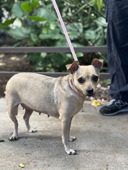 Mahina, an adoptable Chihuahua, Mixed Breed in Honolulu, HI, 96826 | Photo Image 1