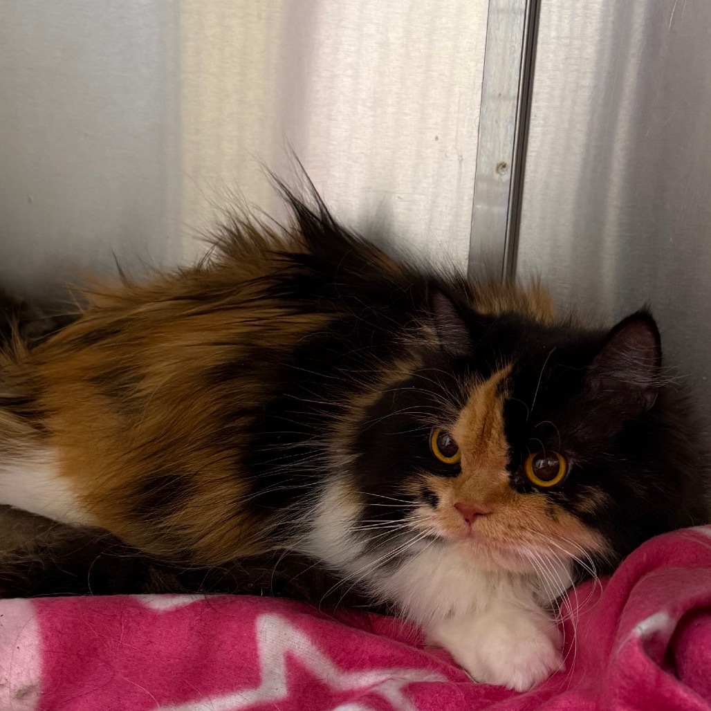 Peanut, an adoptable Himalayan in Desert Hot Springs, CA, 92241 | Photo Image 1
