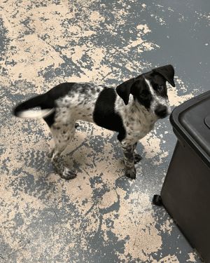Tucker