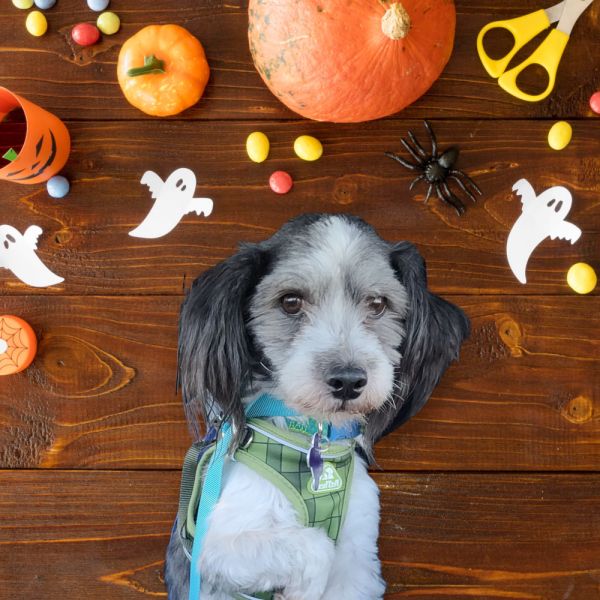 Carson Pembroke photo 1