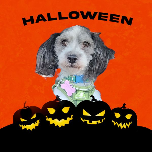 Carson Pembroke thumbnail 2