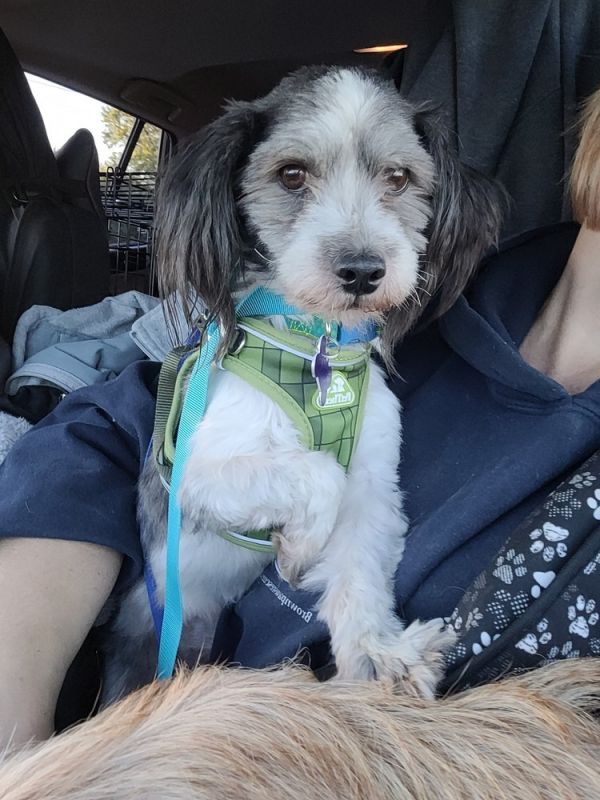 Carson Pembroke thumbnail 3