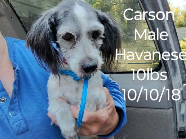 Carson Pembroke thumbnail 4