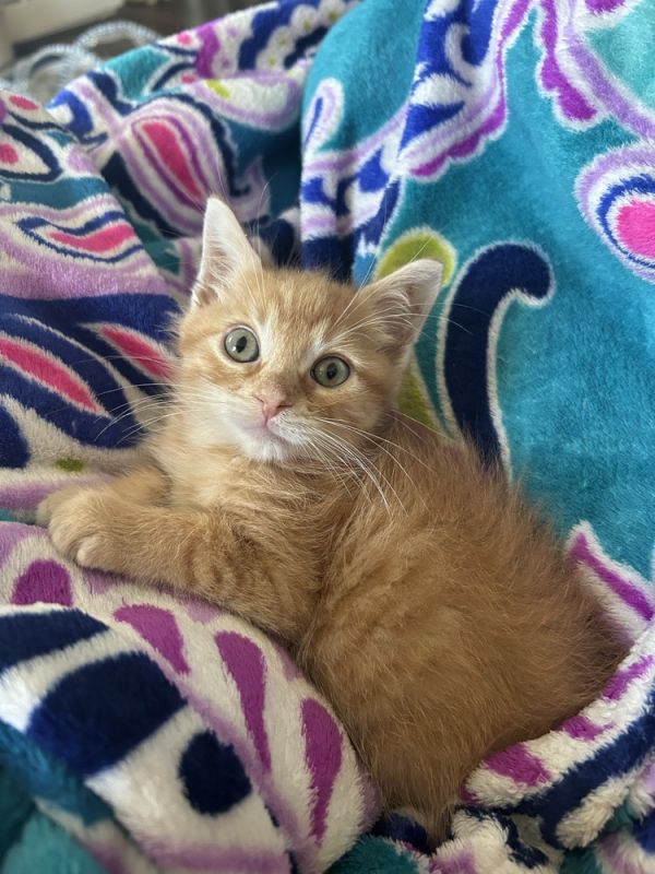 Butterscotch photo 1