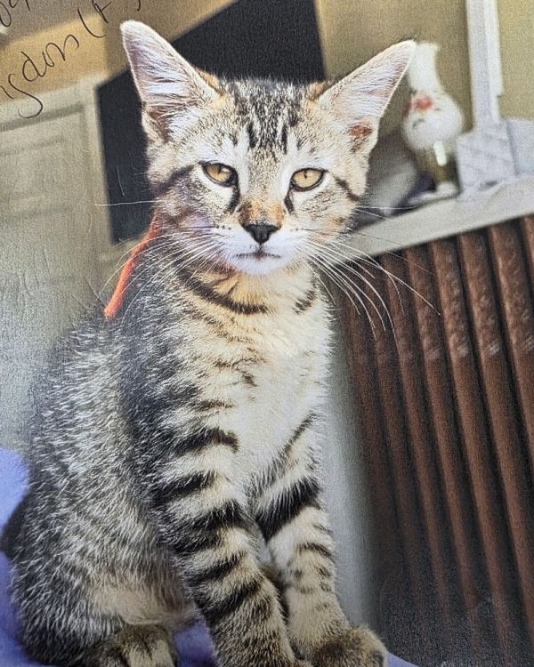 Bluebellkchs photo 1