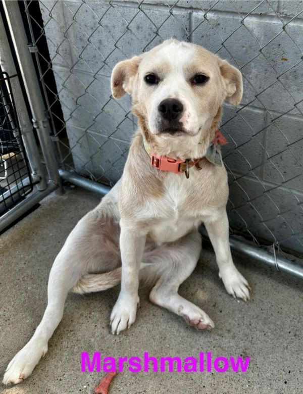 Marshmellow thumbnail 2