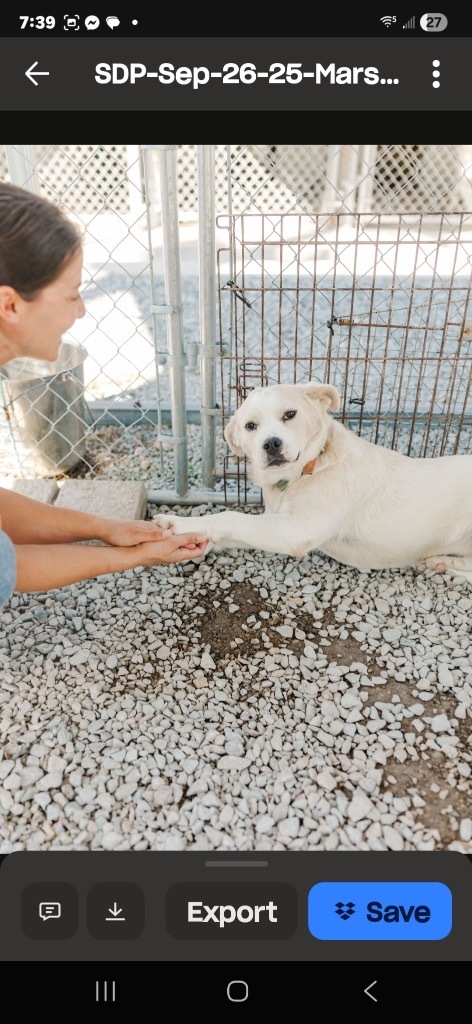 Marshmellow thumbnail 3