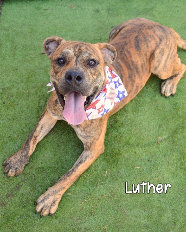 Luther