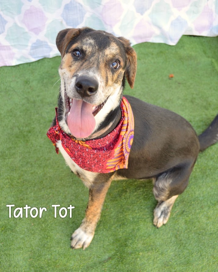 Tater Tot