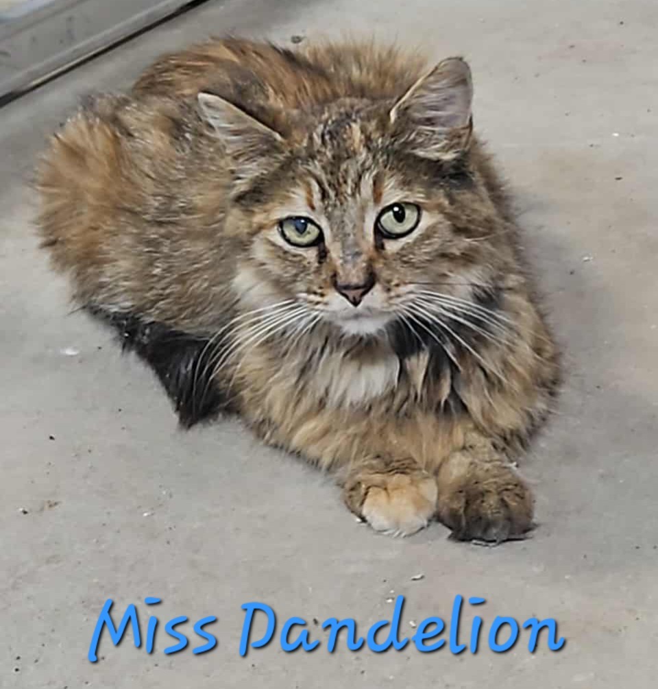 Mama Dandelion, an adoptable Domestic Medium Hair in Cloquet, MN, 55720 | Photo Image 1