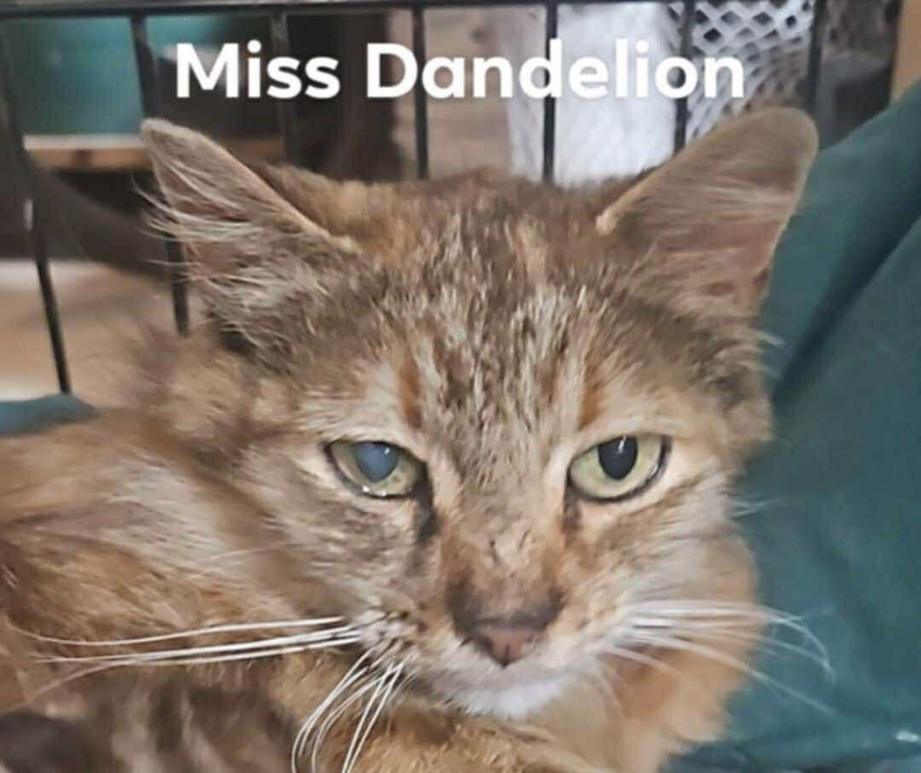 Mama Dandelion, an adoptable Domestic Medium Hair in Cloquet, MN, 55720 | Photo Image 2
