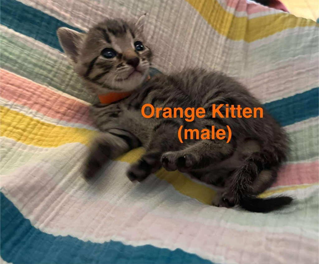 Orange, an adoptable Domestic Short Hair in Cloquet, MN, 55720 | Photo Image 2