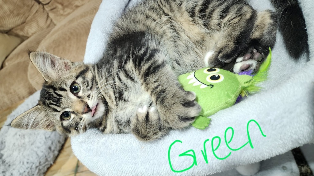 Green, an adoptable Domestic Short Hair in Cloquet, MN, 55720 | Photo Image 1