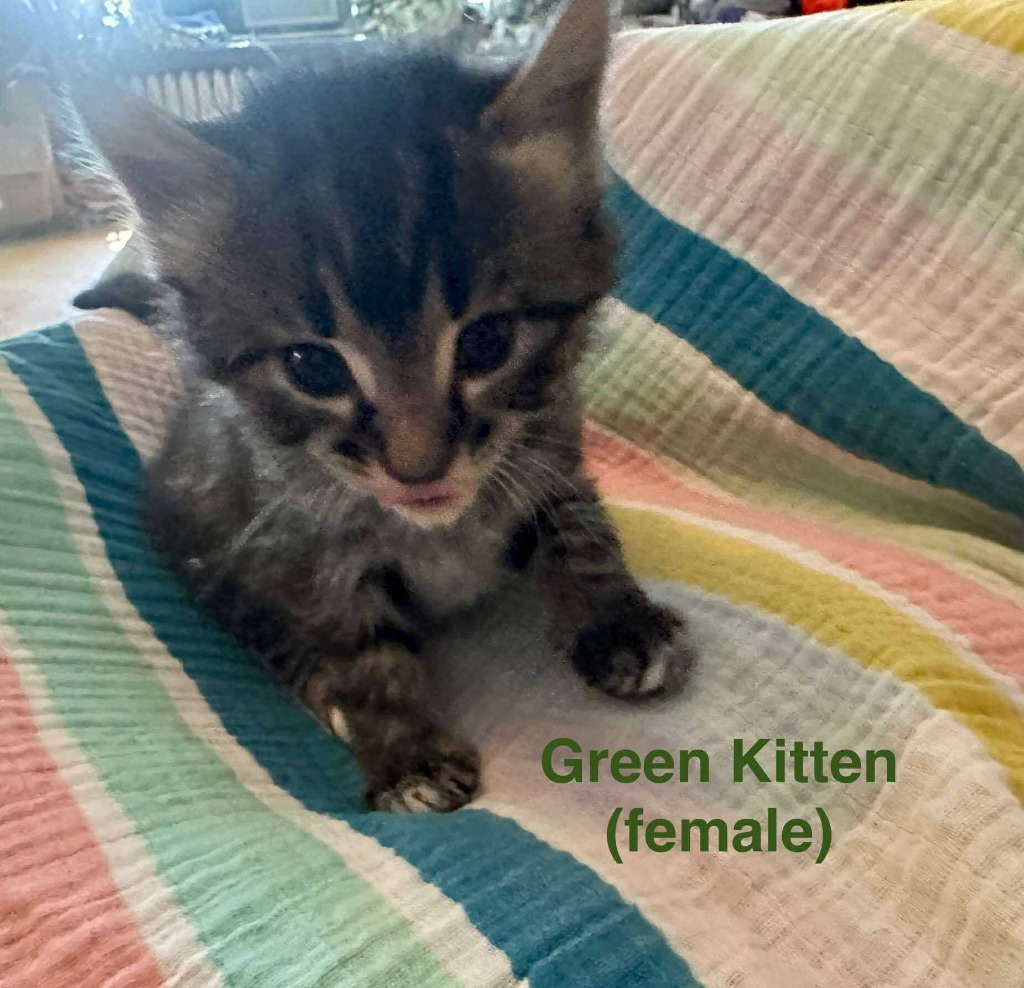 Green, an adoptable Domestic Short Hair in Cloquet, MN, 55720 | Photo Image 2