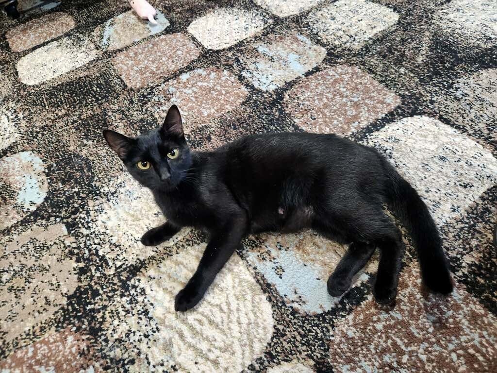 Mama Rainbow, an adoptable Domestic Short Hair in Cloquet, MN, 55720 | Photo Image 1