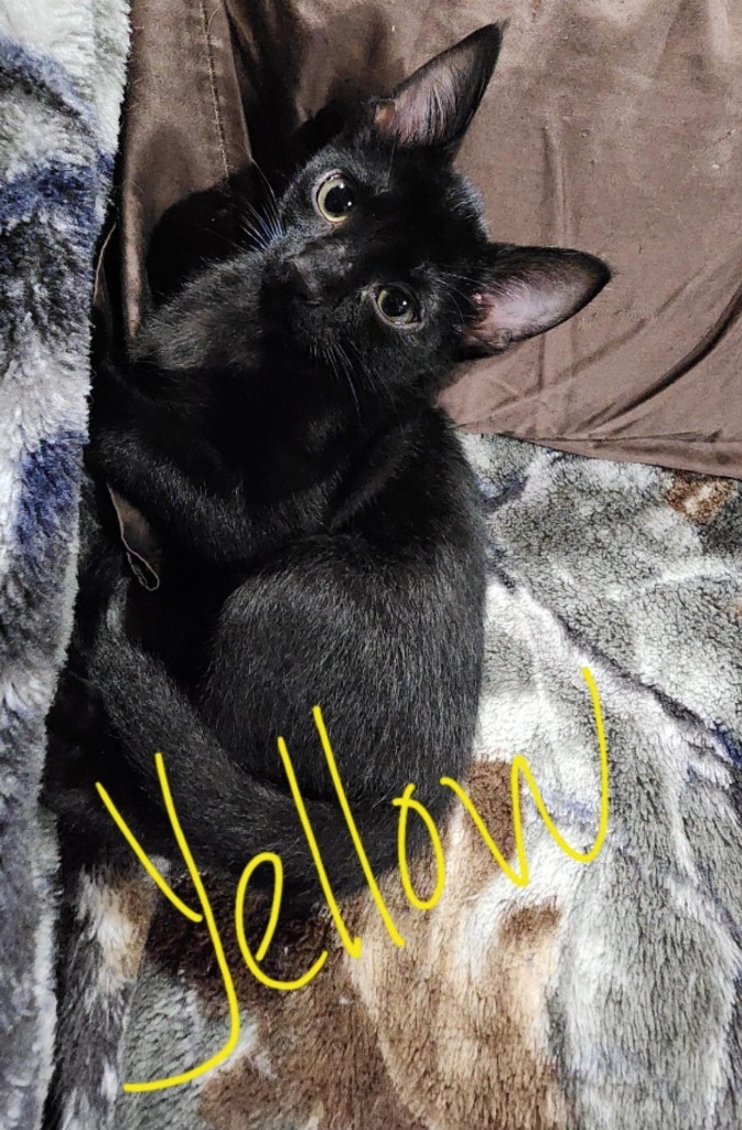 Yellow, an adoptable Domestic Short Hair in Cloquet, MN, 55720 | Photo Image 1