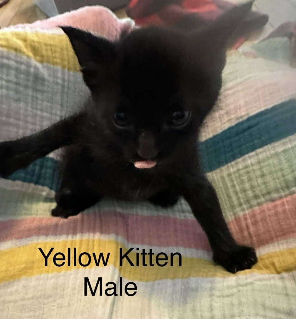 Yellow, an adoptable Domestic Short Hair in Cloquet, MN, 55720 | Photo Image 2