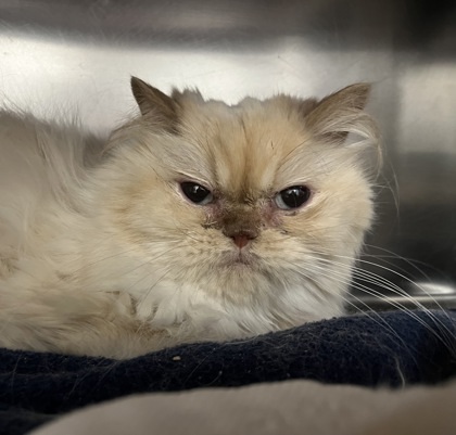Moza, an adoptable Himalayan, Domestic Short Hair in Montreal, QC, H4P 1X4 | Photo Image 1