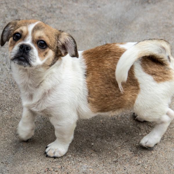 Rosie The Riveter thumbnail 3