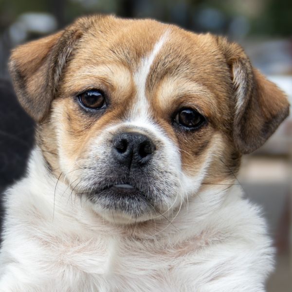 Rosie The Riveter thumbnail 5