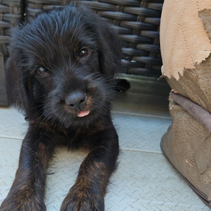 Fudge