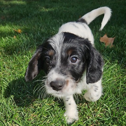 Oreo
