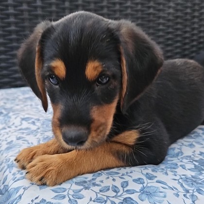 Biscotti