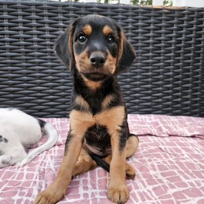 Biscotti