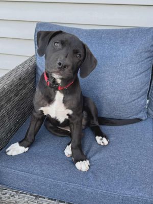 Ryder