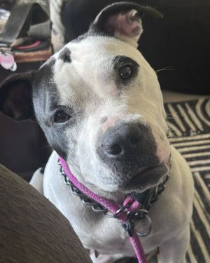 Lola