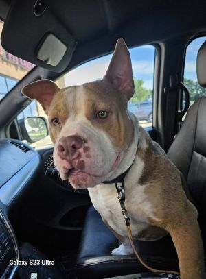 Rufus