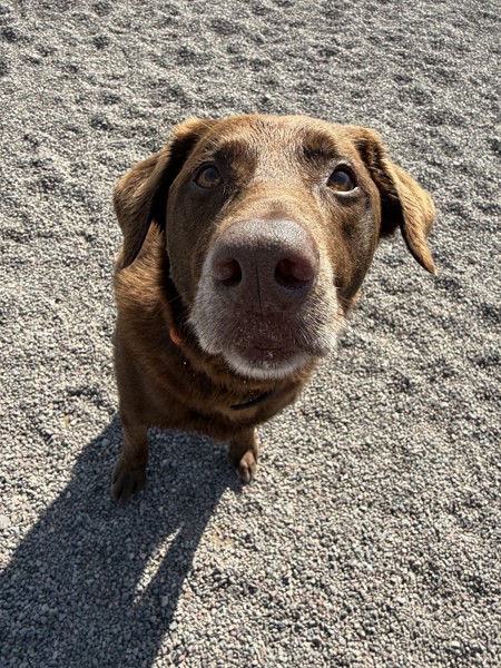 Iggy, an adoptable Labrador Retriever in Duluth, MN, 55802 | Photo Image 1