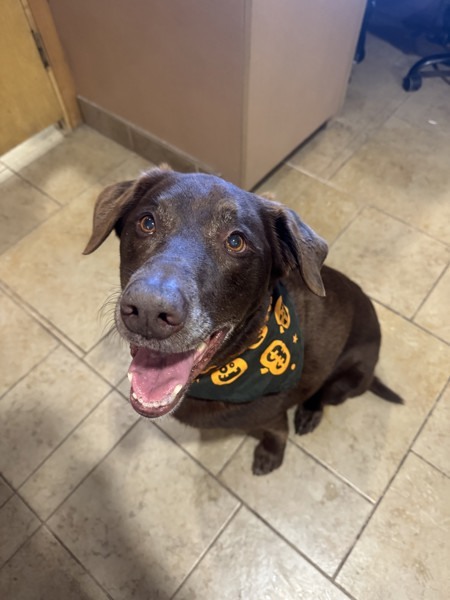 Iggy, an adoptable Labrador Retriever in Duluth, MN, 55802 | Photo Image 2