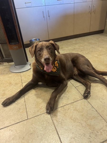Iggy, an adoptable Labrador Retriever in Duluth, MN, 55802 | Photo Image 3