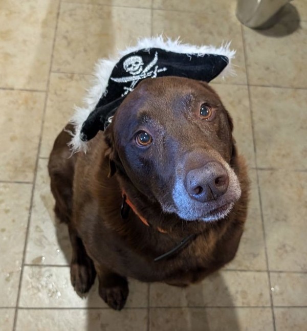 Iggy, an adoptable Labrador Retriever in Duluth, MN, 55802 | Photo Image 4