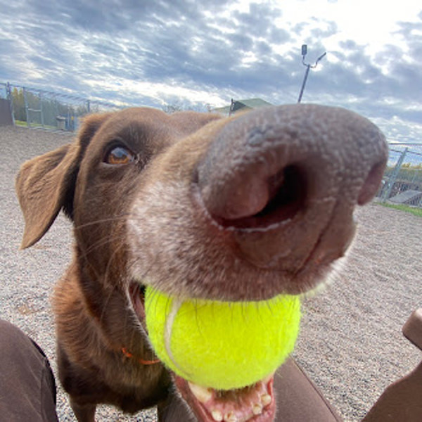 Iggy, an adoptable Labrador Retriever in Duluth, MN, 55802 | Photo Image 5