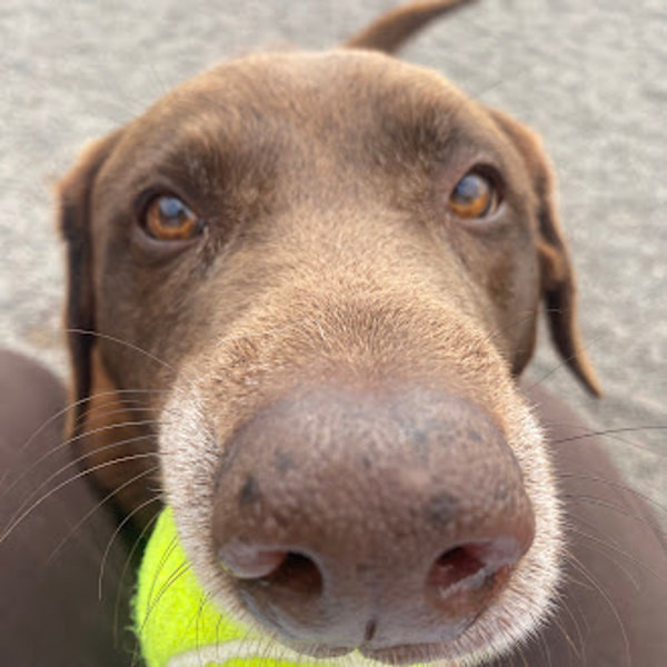 Iggy, an adoptable Labrador Retriever in Duluth, MN, 55802 | Photo Image 6