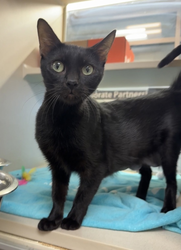 Cleopatra thumbnail 2