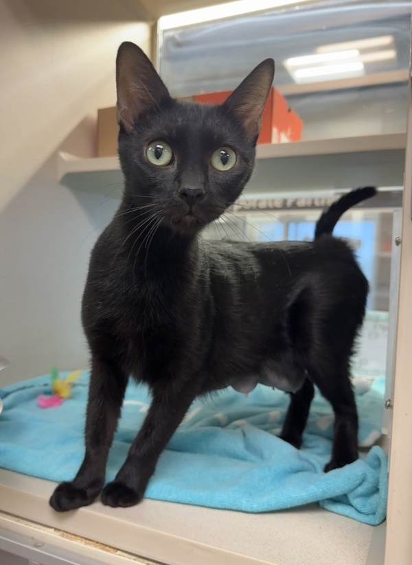 Cleopatra thumbnail 3