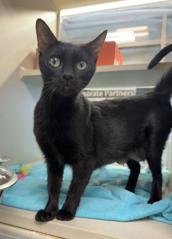 Cleopatra thumbnail 4