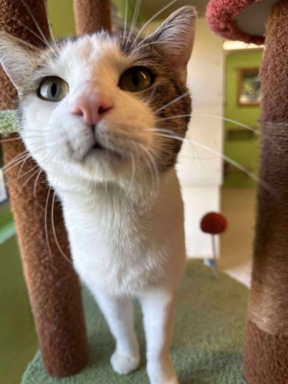 Smudge, an adoptable Domestic Short Hair in Scottsbluff, NE, 69361 | Photo Image 1