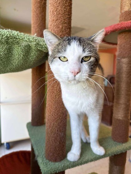 Smudge, an adoptable Domestic Short Hair in Scottsbluff, NE, 69361 | Photo Image 2