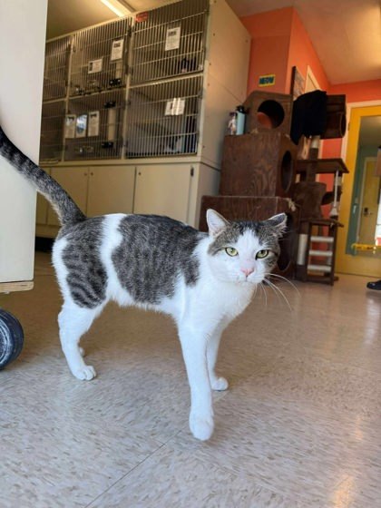 Smudge, an adoptable Domestic Short Hair in Scottsbluff, NE, 69361 | Photo Image 3
