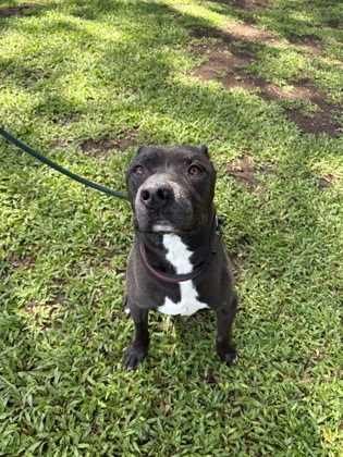 Okami, an adoptable Pit Bull Terrier, Mixed Breed in Honolulu, HI, 96826 | Photo Image 1