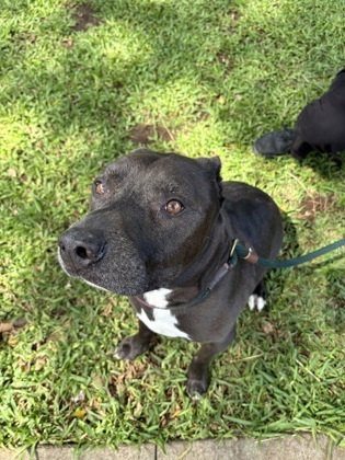 Okami, an adoptable Pit Bull Terrier, Mixed Breed in Honolulu, HI, 96826 | Photo Image 2