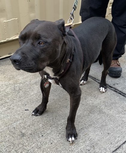 Okami, an adoptable Pit Bull Terrier, Mixed Breed in Honolulu, HI, 96826 | Photo Image 3