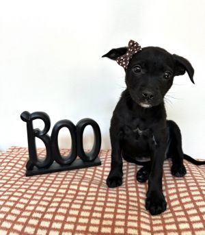 Boo