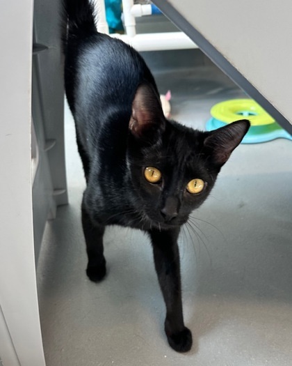 Binx Bonx